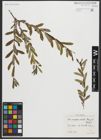 Foto von Salix amplexicaulis Bory